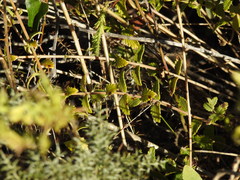 Nothobartsia asperrima