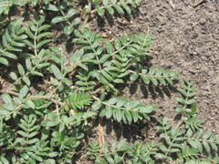 Tribulus terrestris