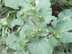 Arctium lappa