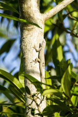 Anolis aeneus