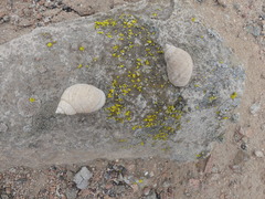 Plectostylus coturnix