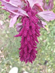 Amaranthus caudatus