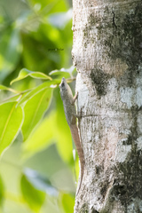 Anolis aeneus