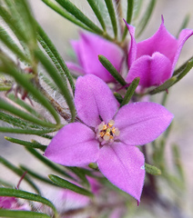 Boronia stricta