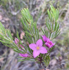 Boronia stricta