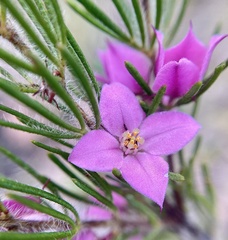 Boronia stricta