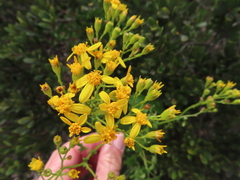 Senecio angulatus