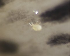Riccardoellinae