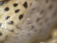 Riccardoellinae