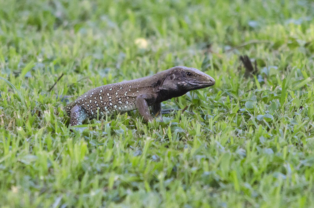 Trinidad Ameiva
