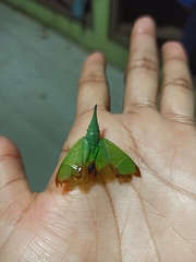 Odontoptera carrenoi
