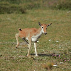 Bontebok photo 4