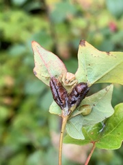 Dasineura communis