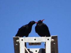 Pyrrhocorax pyrrhocorax barbarus