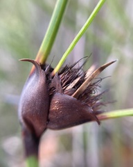 Mesomelaena tetragona