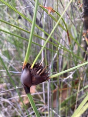 Mesomelaena tetragona