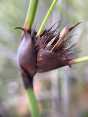 Mesomelaena tetragona