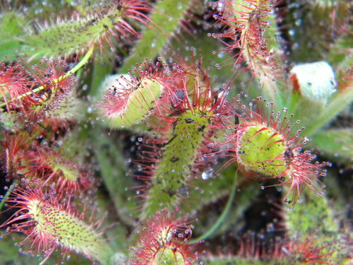 Image of Drosera ericgreenii by no rights reserved