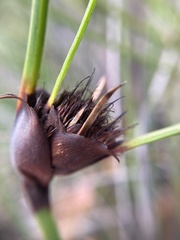 Mesomelaena tetragona