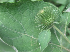 Arctium lappa
