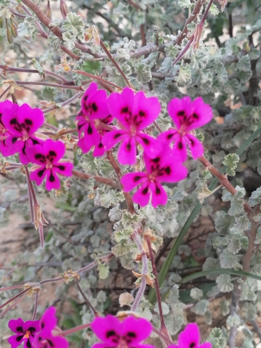 Image of Pelargonium magenteum by no rights reserved