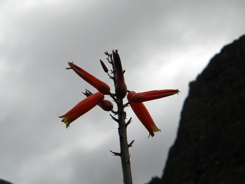 Image of Kumara plicatilis by no rights reserved