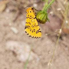 Chrysoecia atrolinea
