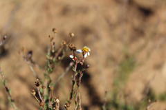 Phymaspermum thymelaeoides