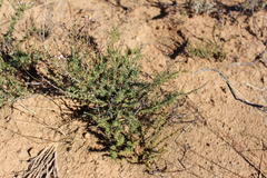 Phymaspermum thymelaeoides