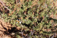 Phymaspermum thymelaeoides