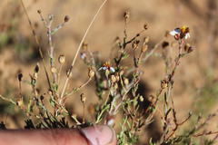 Phymaspermum thymelaeoides