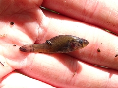 Aphredoderus sayanus