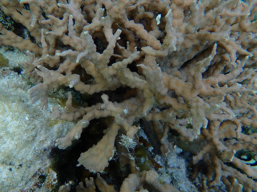 hedgehog coral