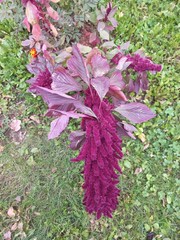Amaranthus caudatus