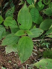 Miconia dependens