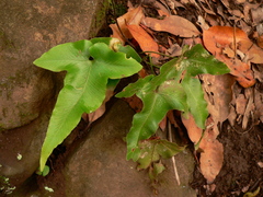 Asplenium hemionitis image