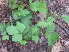 Geum urbanum