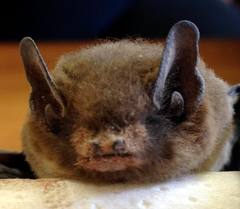 Pipistrellus kuhlii
