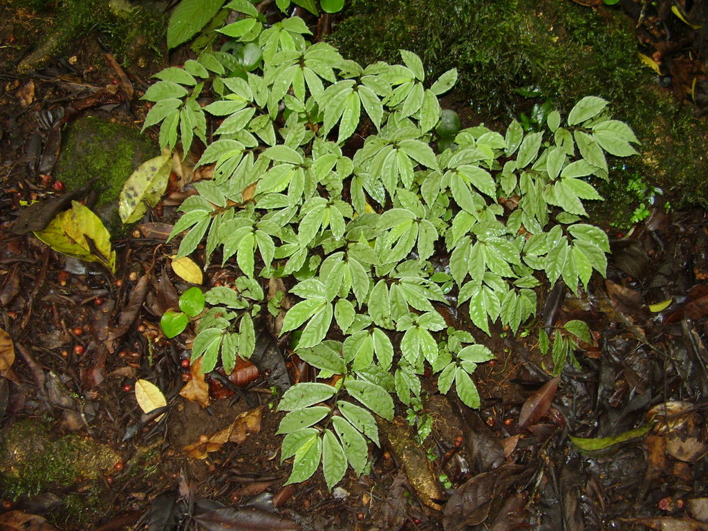 Elatostema thomense