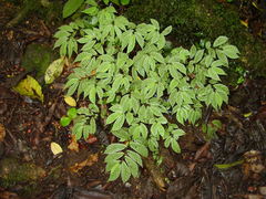Elatostema thomense