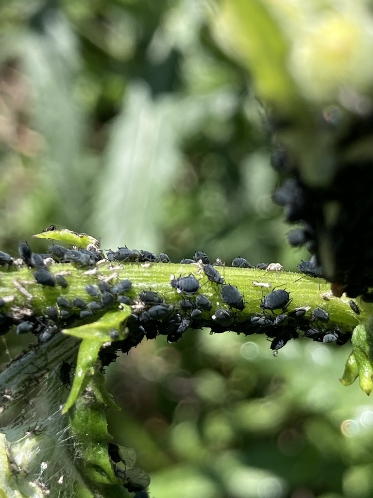 American ragwort aphid