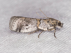 Acrobasis comptella