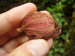 Trichilia grandifolia