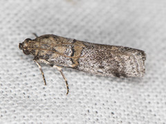Acrobasis comptella