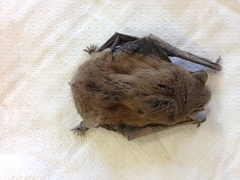 Pipistrellus kuhlii