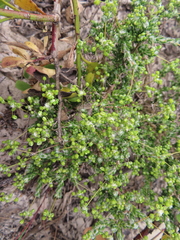 Pharnaceum microphyllum