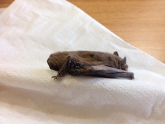 Pipistrellus kuhlii