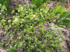 Pharnaceum microphyllum