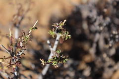 Jamesbrittenia filicaulis
