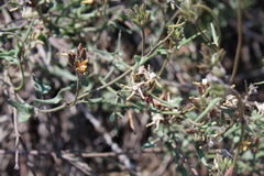 Tweedia birostrata